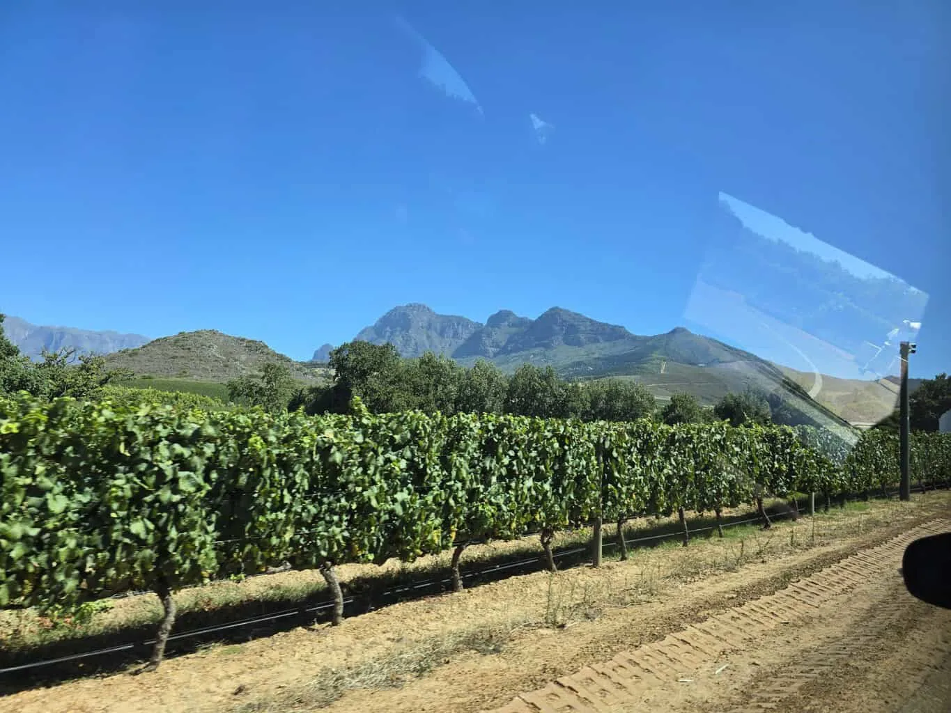 Vineyards below the mountains — planning a visit to Babylonstoren