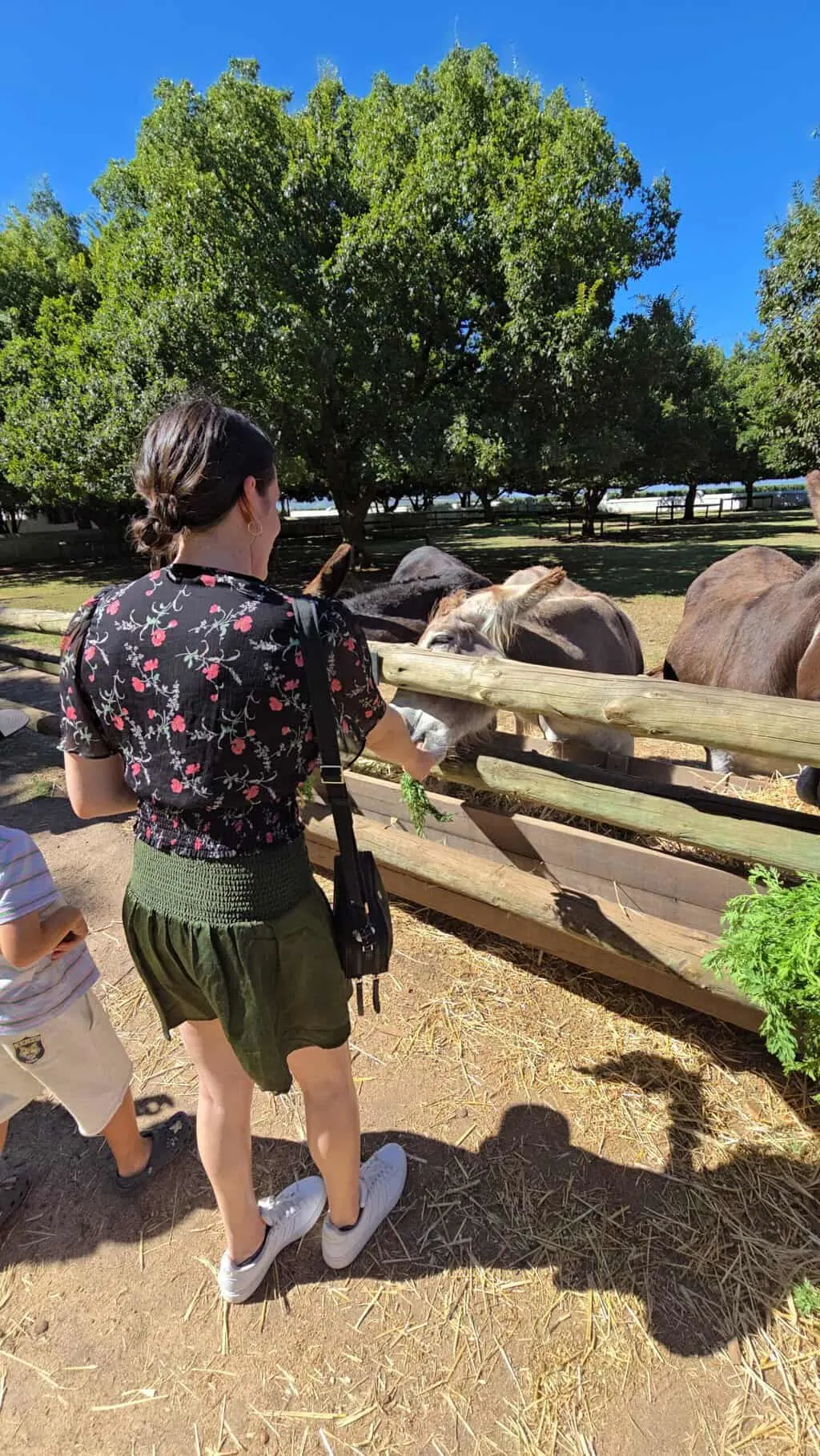 Feeding the friendly donkeys when visiting Babylonstoren