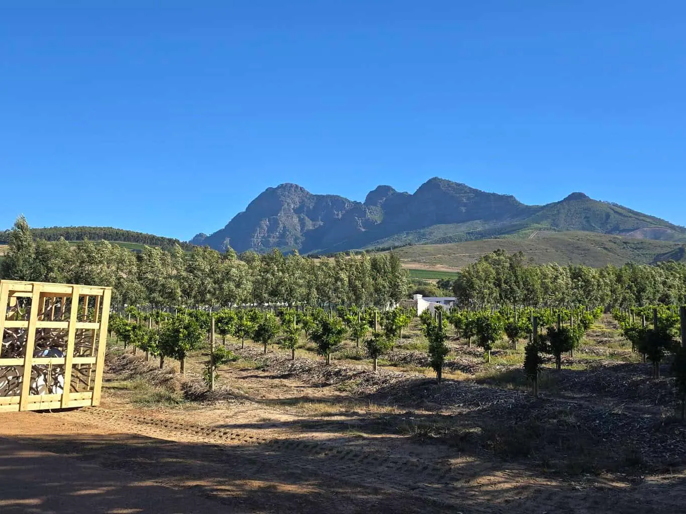 A large vineyard with mountains overlooking at Babylonstoren