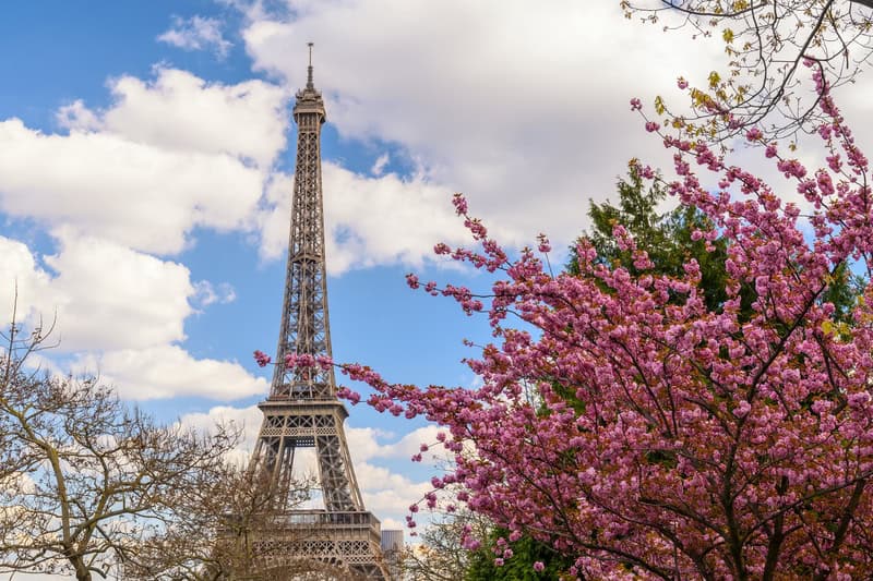 the Eiffel Tower in Paris, France during spring with blooming trees