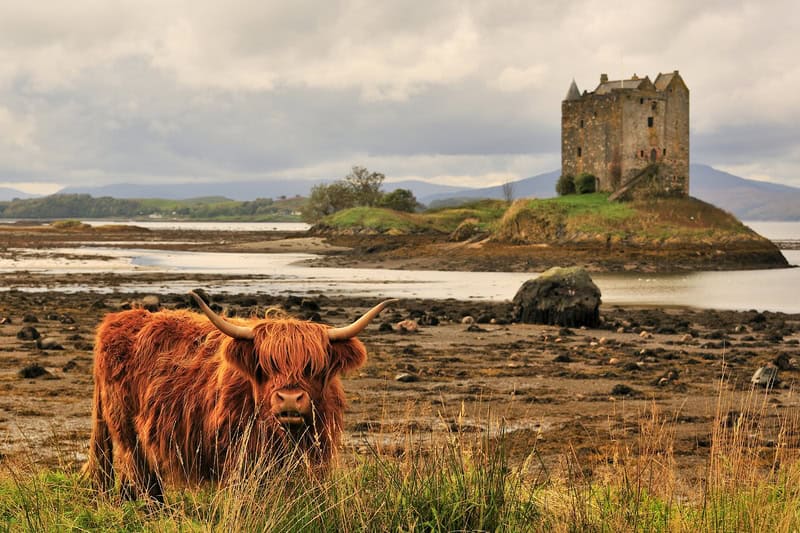 a yak in the scottish highlands with a castle