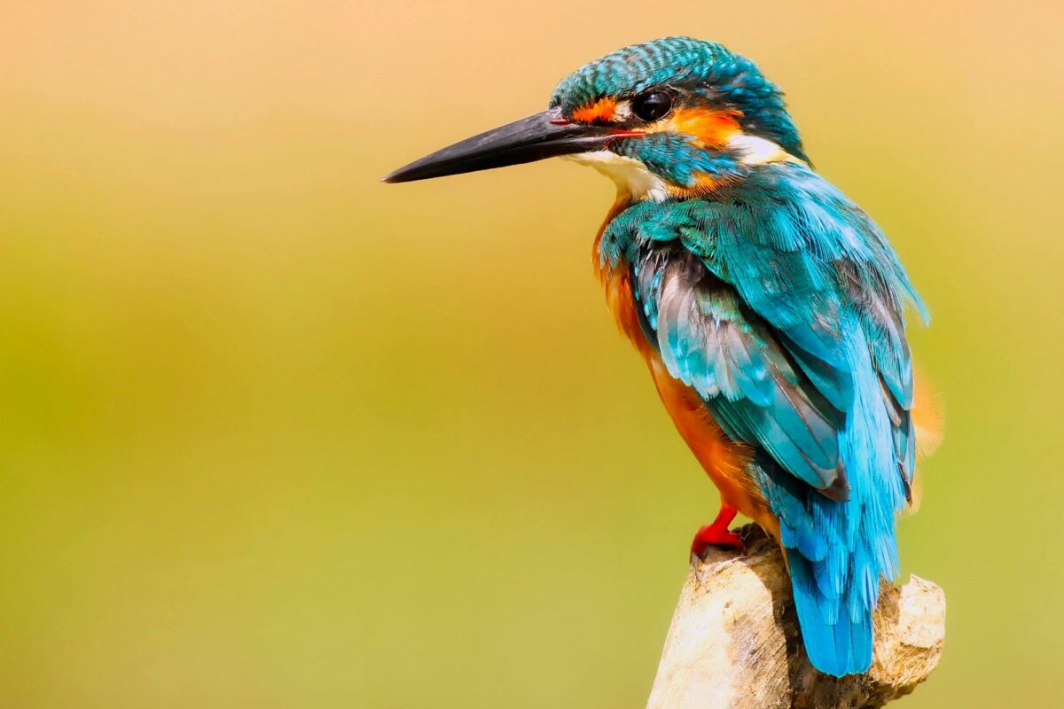 beautiful blue tropical bird