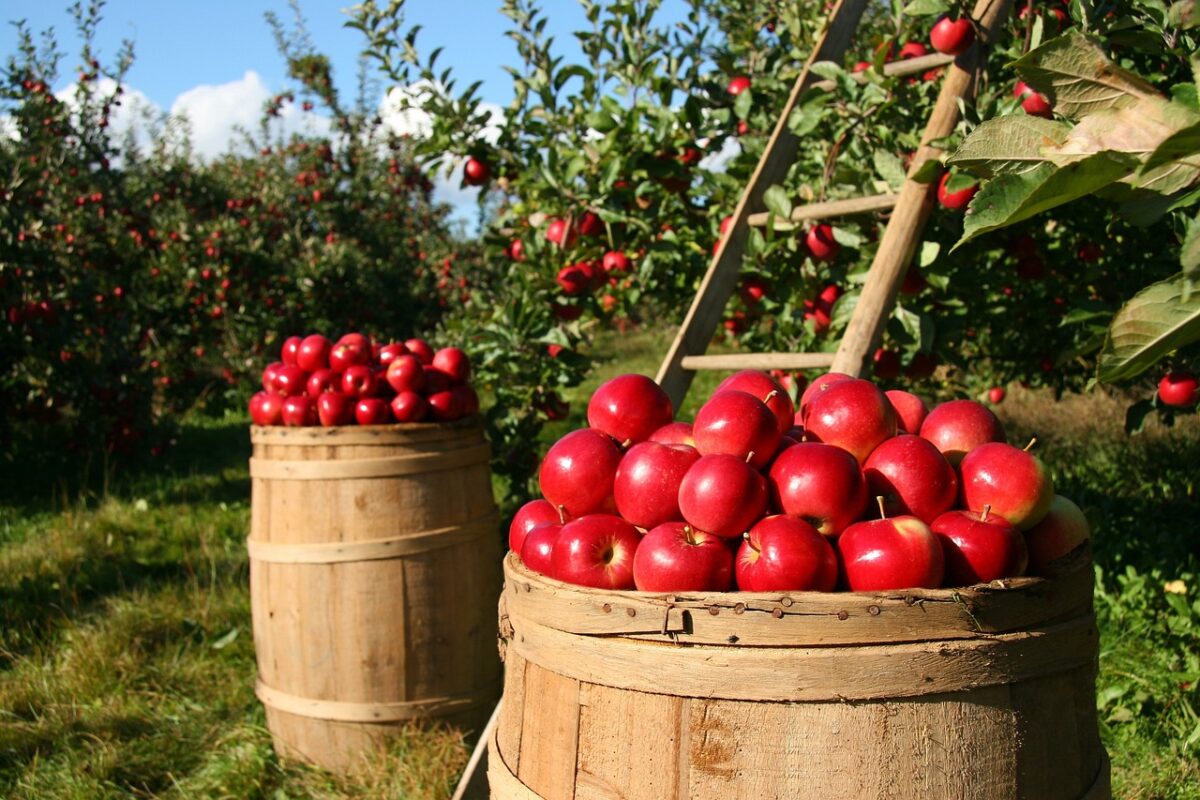 basket of apples in appl eorchard