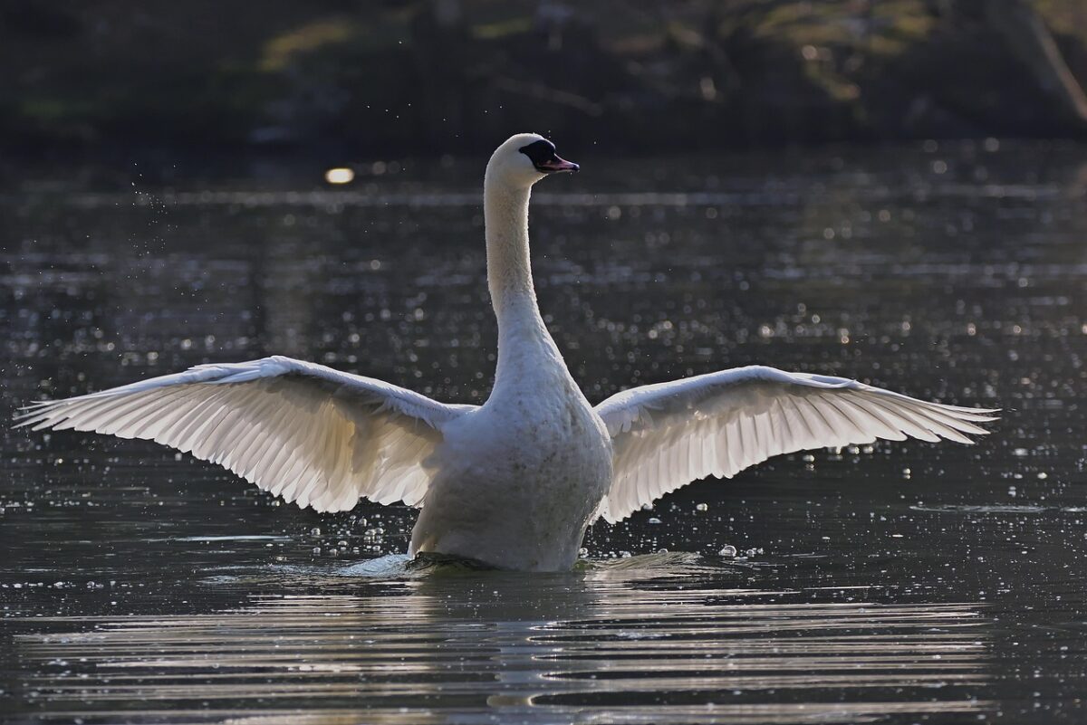 swan with its wings open