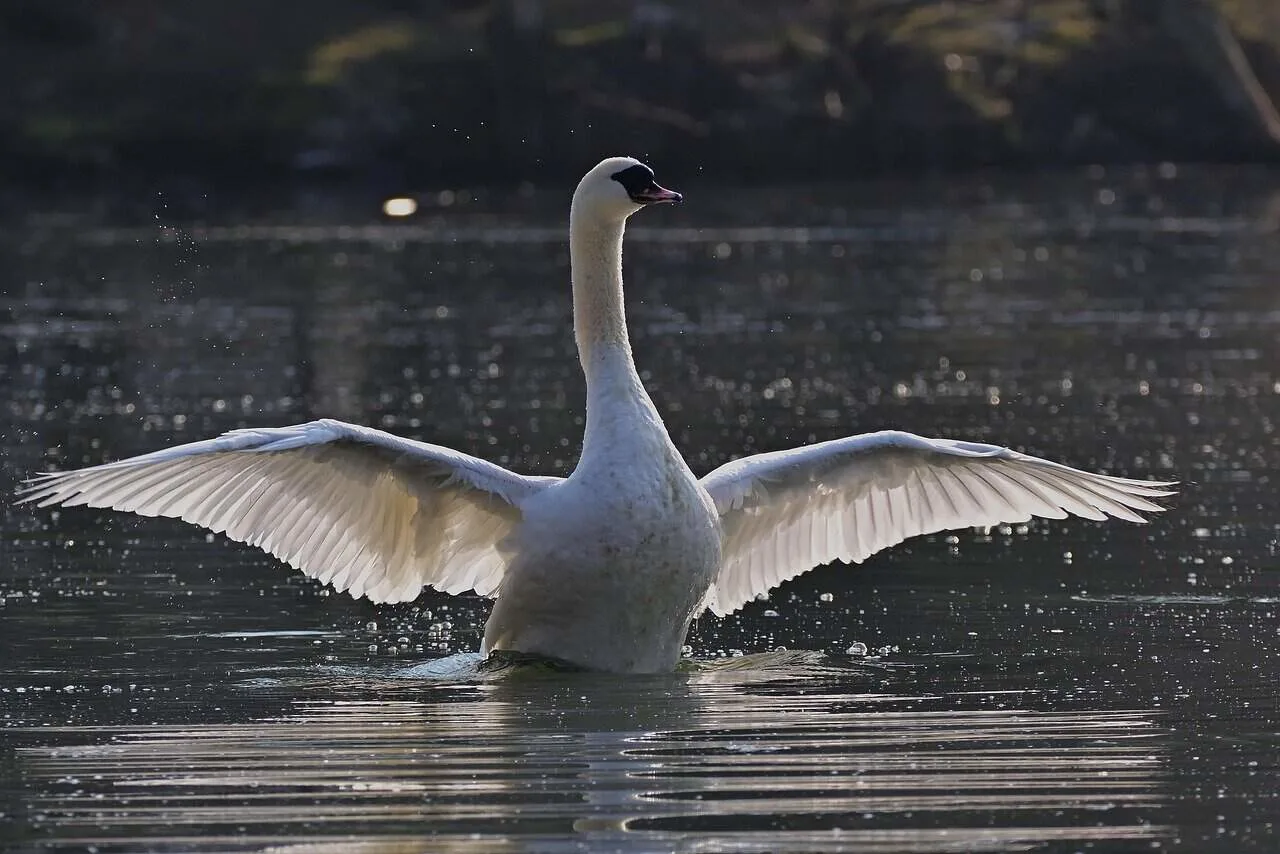 A swan on still water surrounded by autumn colour on an East Coast road trip