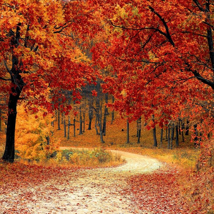red leaves on fall foliage tree