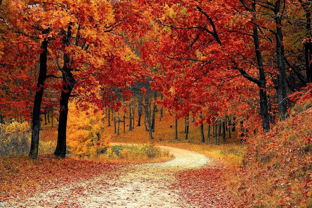 Empty road winding through fall foliage on an autumn travel 2026 road trip