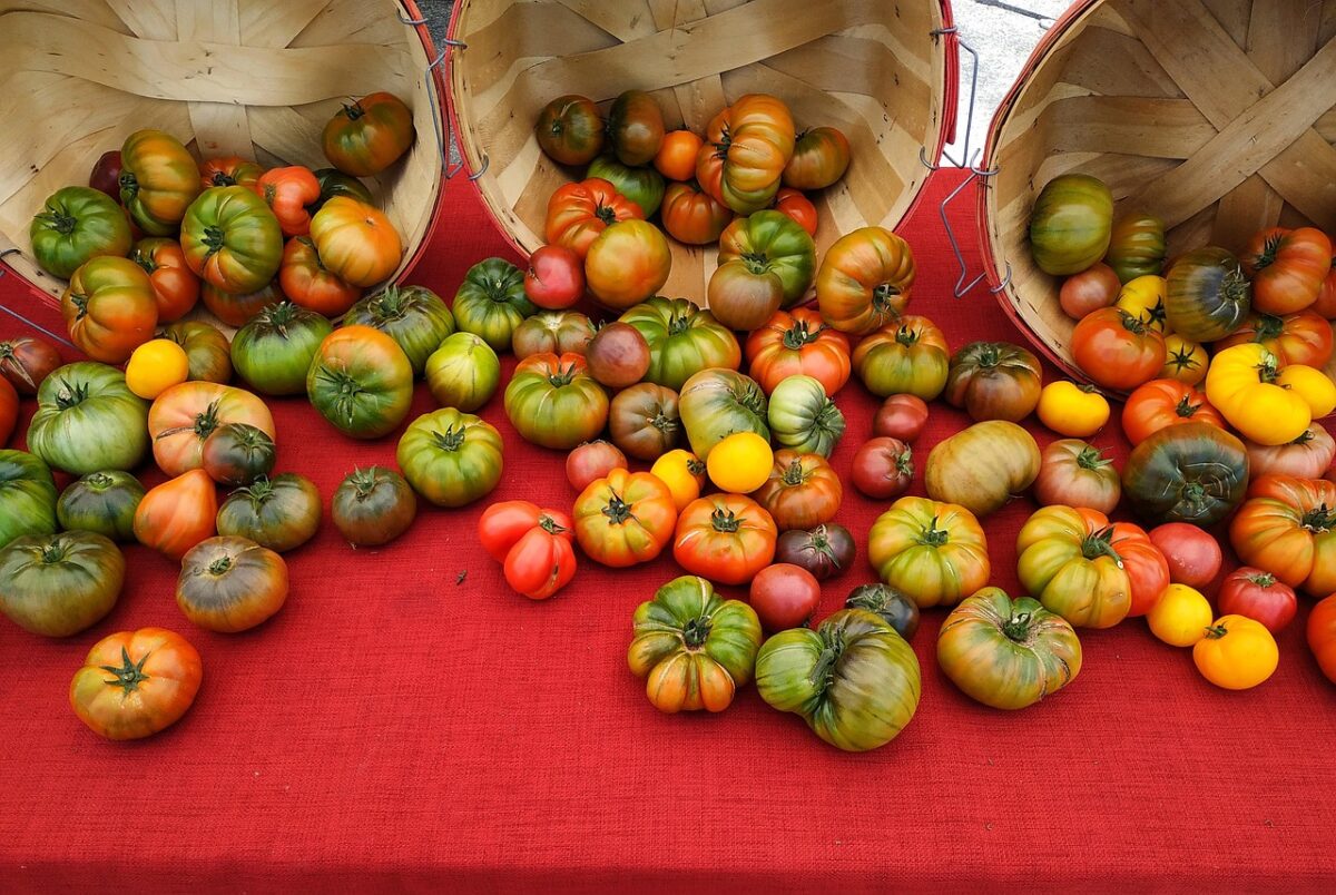 red table cloth with a variety of green and red tomatoes