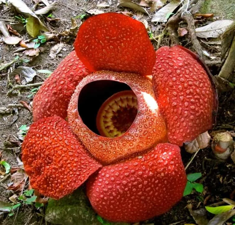 Rafflesia, The corpse flower of Borneo