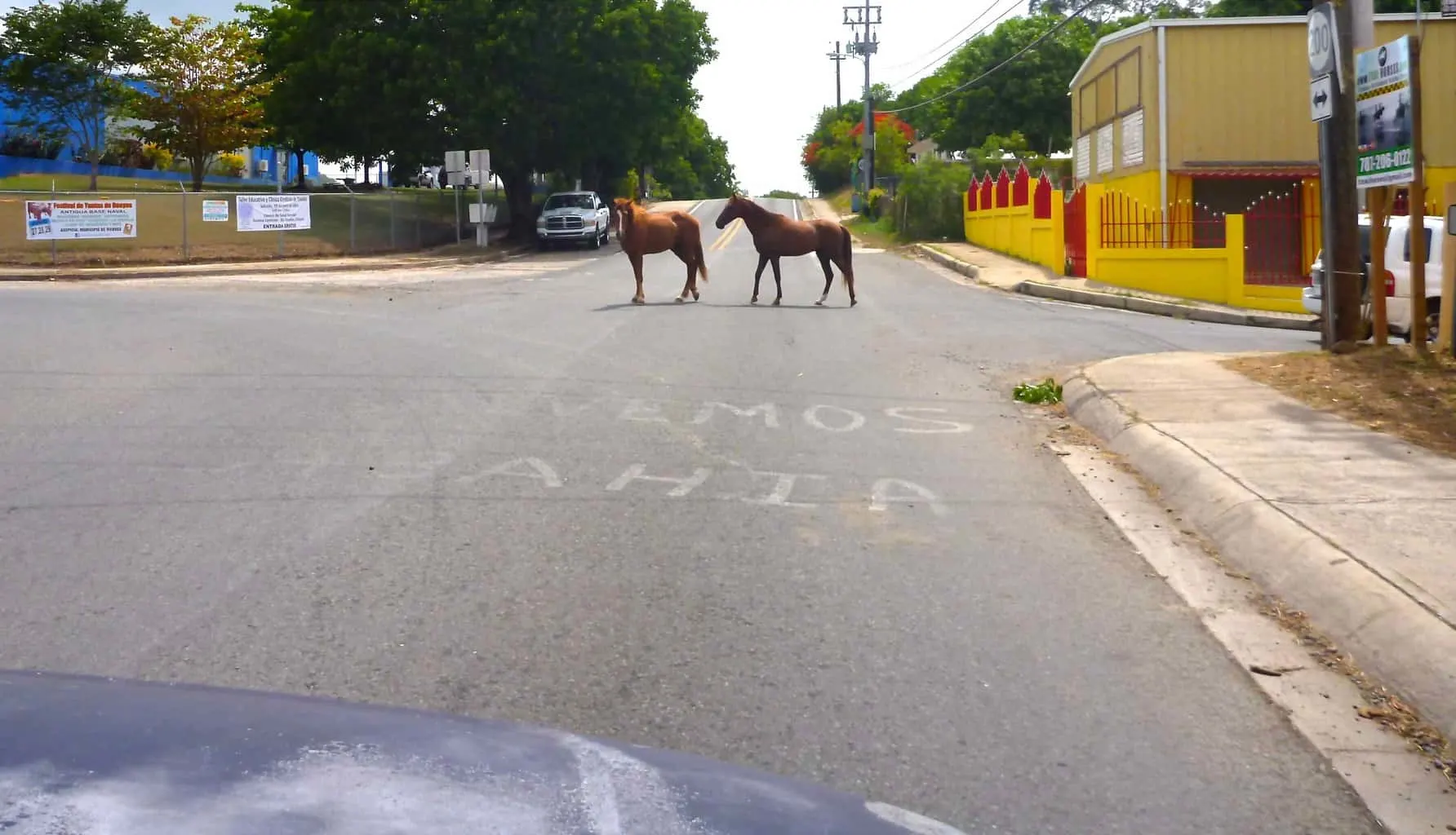Horses on Road Vieques
