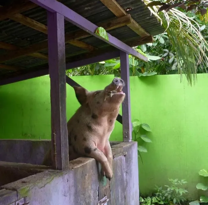 Beer drinking pigs of St Croix