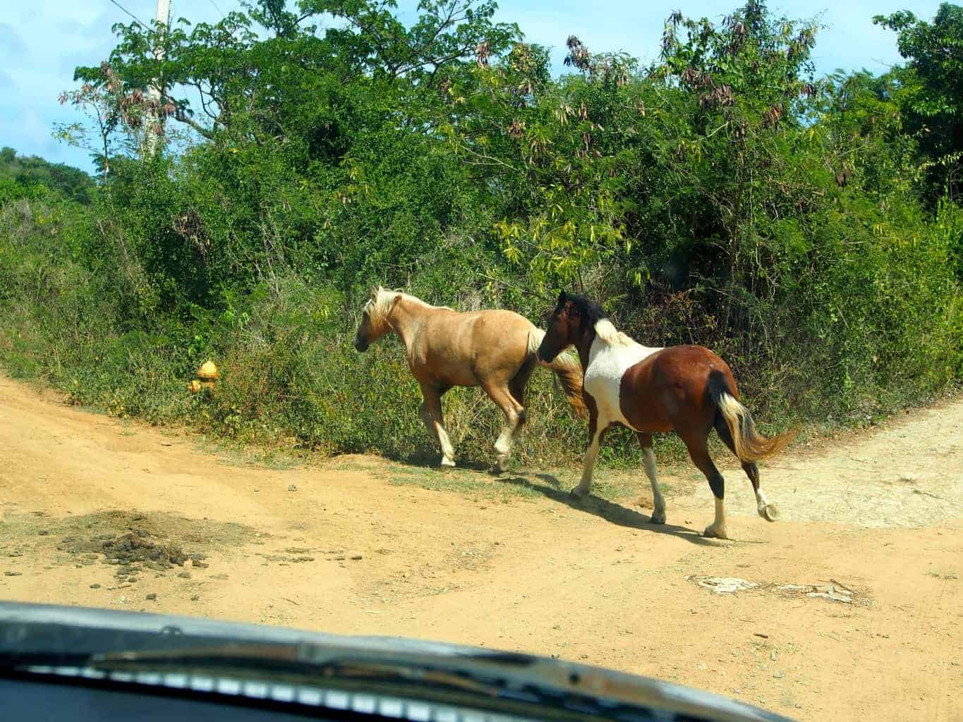 Vieques island, Wild Horses
